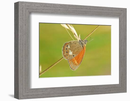 Pearly Heath Butterfly, Blade of Grass-Harald Kroiss-Framed Photographic Print