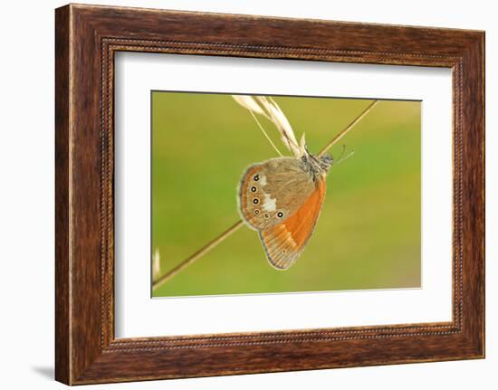 Pearly Heath Butterfly, Blade of Grass-Harald Kroiss-Framed Photographic Print