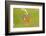 Pearly Heath Butterfly, Blade of Grass-Harald Kroiss-Framed Photographic Print