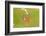 Pearly Heath Butterfly, Blade of Grass-Harald Kroiss-Framed Photographic Print