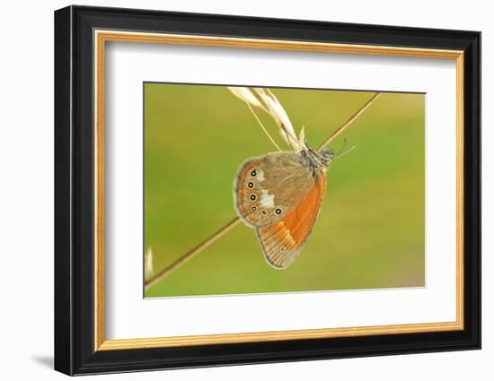 Pearly Heath Butterfly, Blade of Grass-Harald Kroiss-Framed Photographic Print