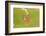 Pearly Heath Butterfly, Blade of Grass-Harald Kroiss-Framed Photographic Print