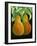 Pears, 2014-Jennifer Abbott-Framed Giclee Print