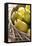 Pears, Ripe, Harvest, Basket-Nikky Maier-Framed Premier Image Canvas