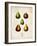 Pears-null-Framed Premium Giclee Print