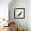 Peas In a Pod-Cristina-Framed Premium Photographic Print displayed on a wall