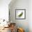 Peas In a Pod-Cristina-Framed Premium Photographic Print displayed on a wall