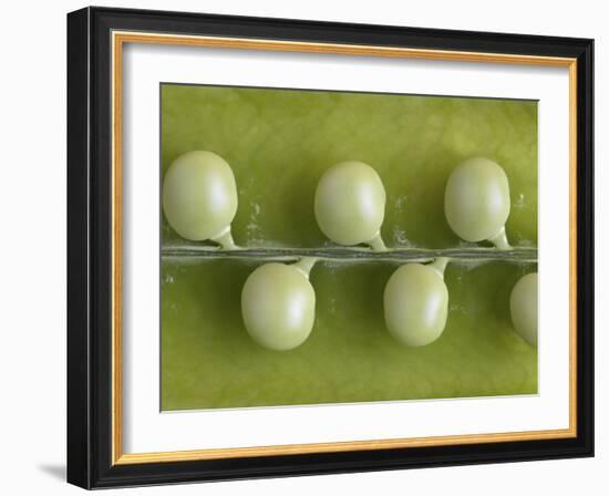 Peas in a Pod-Rogge & Jankovic-Framed Photographic Print