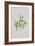 Peas-Sally Crosthwaite-Framed Giclee Print