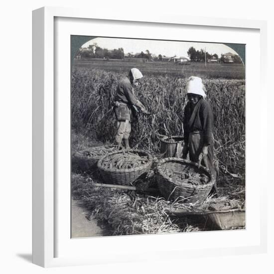 Peasants Cutting Millet, Near Yokohama, Japan, 1904-Underwood & Underwood-Framed Photographic Print