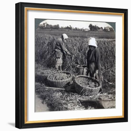 Peasants Cutting Millet, Near Yokohama, Japan, 1904-Underwood & Underwood-Framed Photographic Print