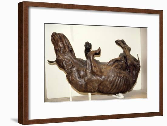 Peat preserved ox, Geological Museum, London, c2nd century-Unknown-Framed Giclee Print