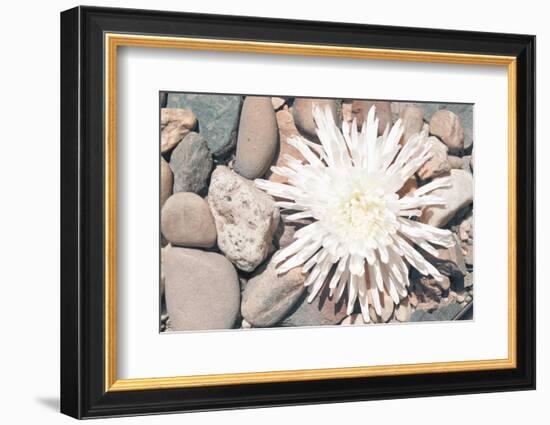 Pebble Beach II-Jason Johnson-Framed Photographic Print