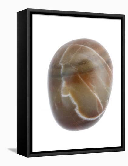 Pebble from Auchmithie Beach, Angus, Scotland, UK-Niall Benvie-Framed Premier Image Canvas