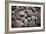 Pebble Patch I-Karyn Millet-Framed Photographic Print