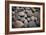 Pebble Patch I-Karyn Millet-Framed Photographic Print