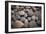 Pebble Patch I-Karyn Millet-Framed Photographic Print