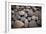 Pebble Patch I-Karyn Millet-Framed Photographic Print