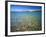 Pebbles in Bear Lake, Near Rendezvous Beach, Utah, USA-Scott T^ Smith-Framed Photographic Print