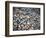 Pebbles, Little Hunters Beach-Michael Hudson-Framed Art Print