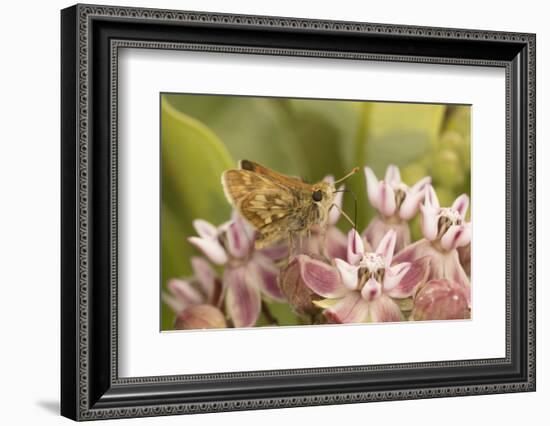 Peck's skipper butterfly feeding on flowers, Philadelphia, Pennsylvania-Doug Wechsler-Framed Photographic Print