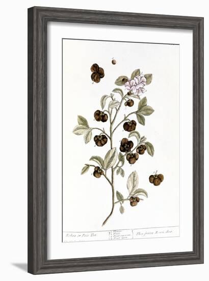 Peco Tea, 1735-Elizabeth Blackwell-Framed Giclee Print