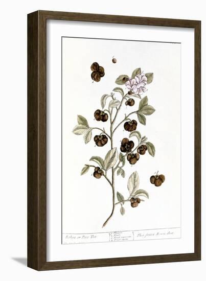 Peco Tea, 1735-Elizabeth Blackwell-Framed Giclee Print