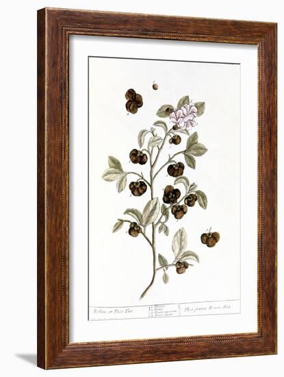 Peco Tea, 1735-Elizabeth Blackwell-Framed Giclee Print