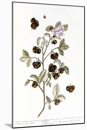 Peco Tea, 1735-Elizabeth Blackwell-Mounted Giclee Print