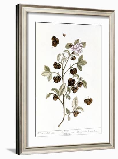 Peco Tea, 1735-Elizabeth Blackwell-Framed Giclee Print