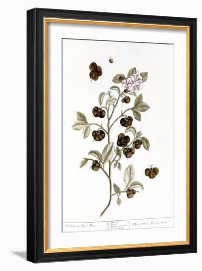 Peco Tea, 1735-Elizabeth Blackwell-Framed Giclee Print