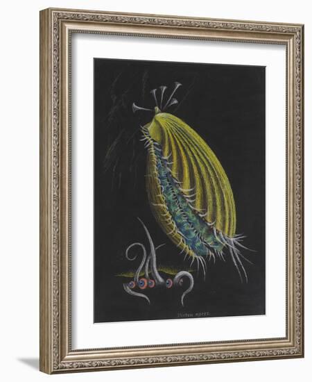 Pecten Opercularis - Scallop-Philip Henry Gosse-Framed Giclee Print