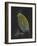 Pecten Opercularis - Scallop-Philip Henry Gosse-Framed Giclee Print