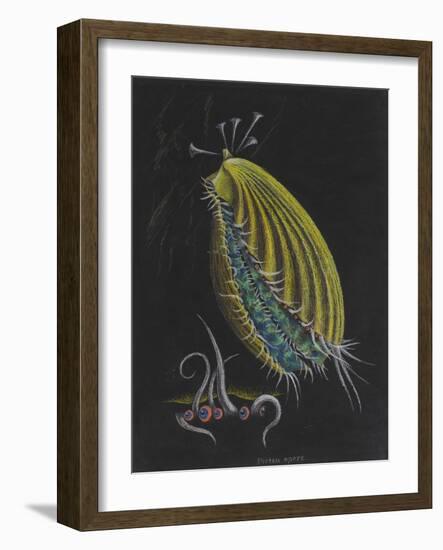 Pecten Opercularis - Scallop-Philip Henry Gosse-Framed Giclee Print