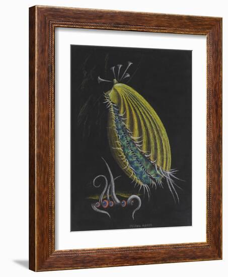 Pecten Opercularis - Scallop-Philip Henry Gosse-Framed Giclee Print