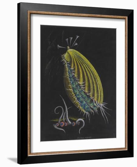 Pecten Opercularis - Scallop-Philip Henry Gosse-Framed Giclee Print