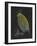 Pecten Opercularis - Scallop-Philip Henry Gosse-Framed Giclee Print