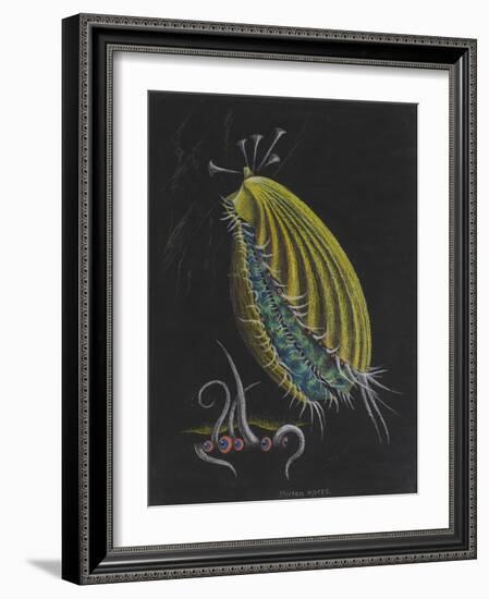 Pecten Opercularis - Scallop-Philip Henry Gosse-Framed Giclee Print