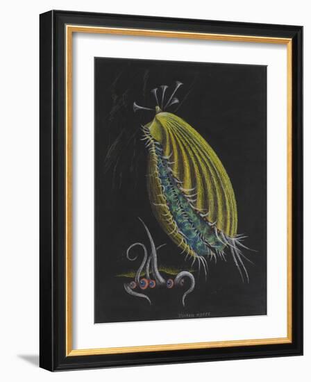 Pecten Opercularis - Scallop-Philip Henry Gosse-Framed Giclee Print