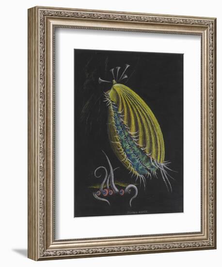 Pecten Opercularis - Scallop-Philip Henry Gosse-Framed Giclee Print