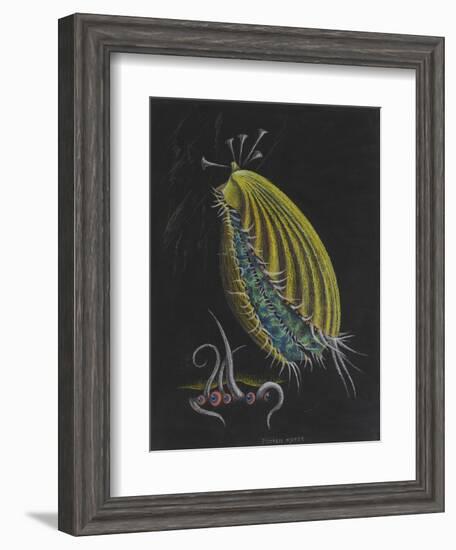 Pecten Opercularis - Scallop-Philip Henry Gosse-Framed Giclee Print