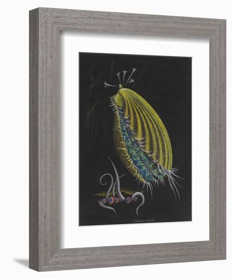 Pecten Opercularis - Scallop-Philip Henry Gosse-Framed Giclee Print