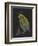 Pecten Opercularis - Scallop-Philip Henry Gosse-Framed Giclee Print