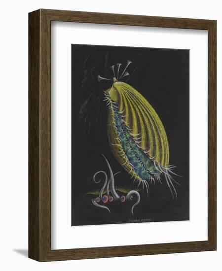 Pecten Opercularis - Scallop-Philip Henry Gosse-Framed Giclee Print