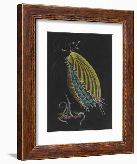 Pecten Opercularis - Scallop-Philip Henry Gosse-Framed Giclee Print