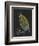 Pecten Opercularis - Scallop-Philip Henry Gosse-Framed Giclee Print