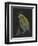 Pecten Opercularis - Scallop-Philip Henry Gosse-Framed Giclee Print