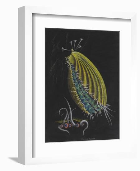 Pecten Opercularis - Scallop-Philip Henry Gosse-Framed Giclee Print