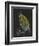 Pecten Opercularis - Scallop-Philip Henry Gosse-Framed Giclee Print