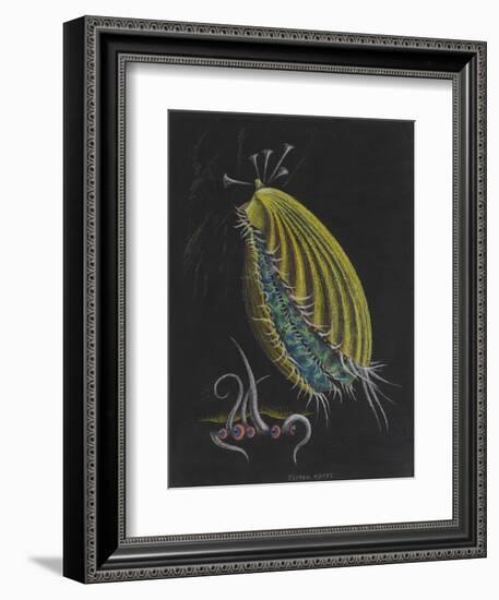 Pecten Opercularis - Scallop-Philip Henry Gosse-Framed Giclee Print